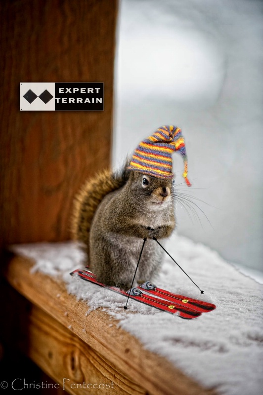 "Skiing Squirrel"