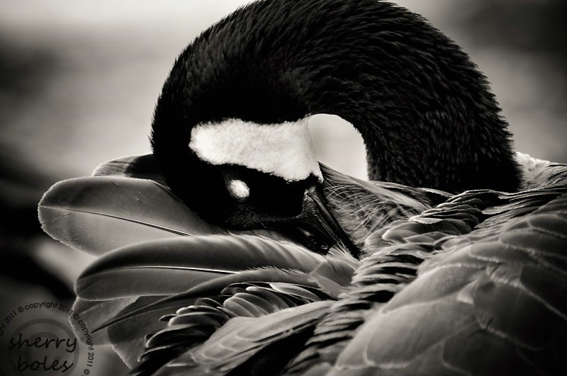 grooming goose