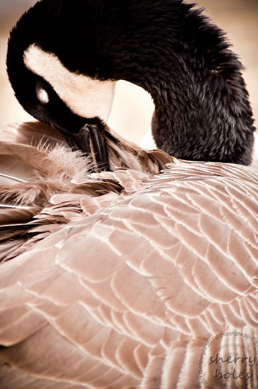 primping