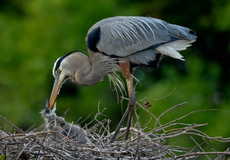 Daddy feeding his baby