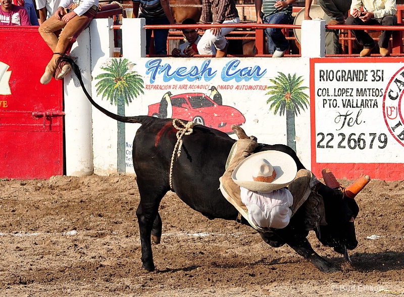 The Bull Rider