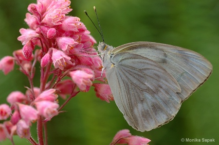 Perched on a flower