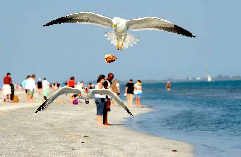 The Chase.. Sanibel Island Florida