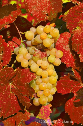 grapes in the fall