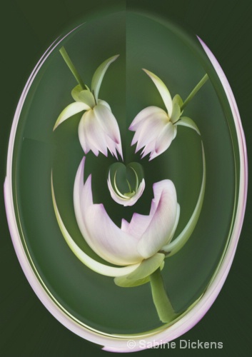 lotus oval
