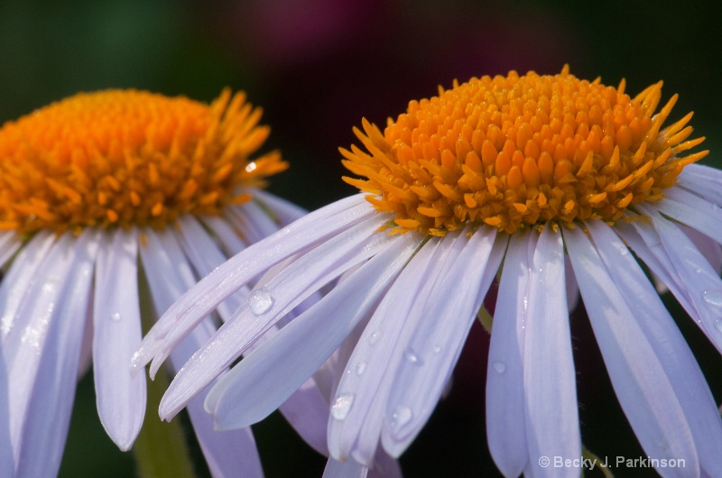 Two Daisies