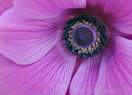 Anemone