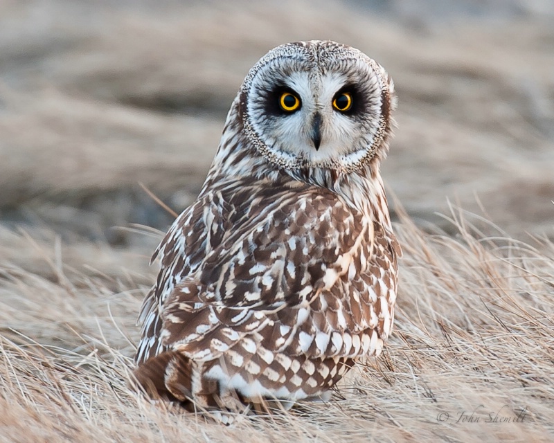 Short-eared Owl - Feb 18th, 2011 - ID: 11474977 © John Shemilt