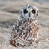 © John Shemilt PhotoID# 11474977: Short-eared Owl - Feb 18th, 2011