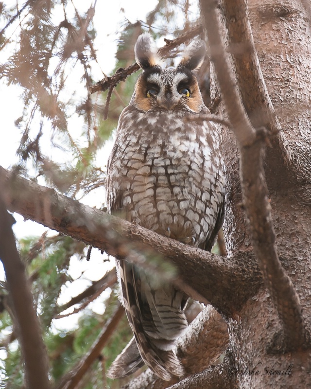 Long-eared Owl - Feb 17th, 2011 - ID: 11474983 © John Shemilt