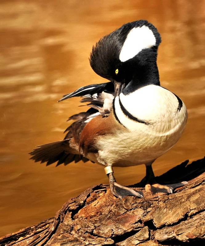 The Dapper Duck