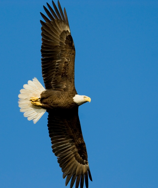 Eagle # 15 - ID: 11475196 © Michael Cenci