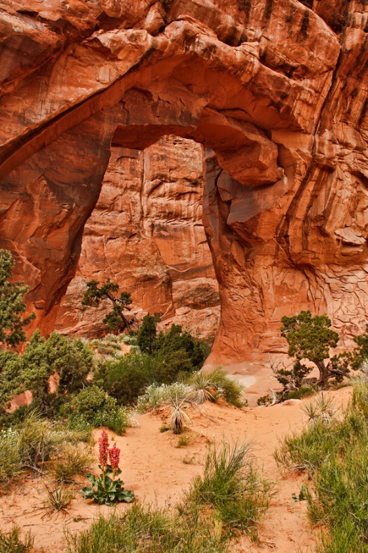 Pine Tree Arch