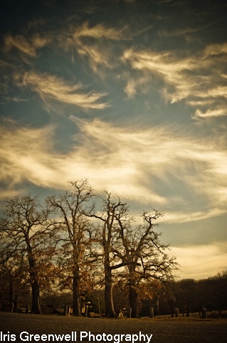 Winter trees