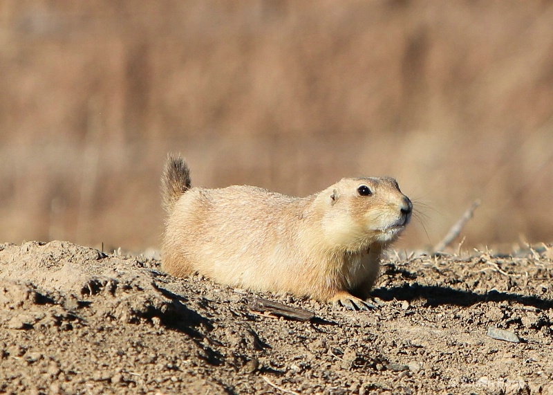 Fat Prairie Dog