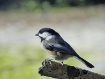 Black-capped Chic...