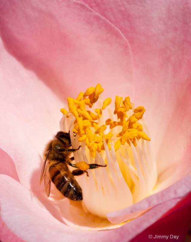 Bee on a Camellia