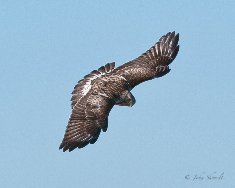 Rough-legged Hawk - Feb 22nd, 2011 - ID: 11476905 © John Shemilt