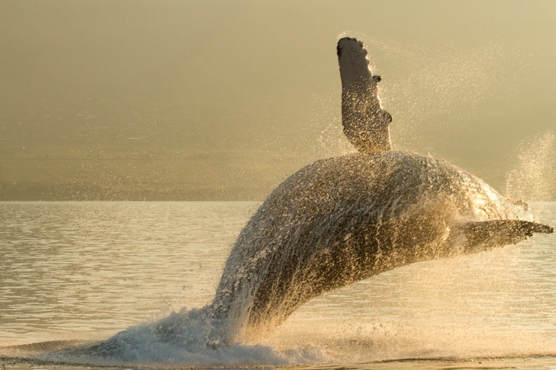 Humpback Breach at Sunrise - ID: 11477337 © Denise Dupras