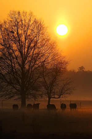 Cows in the Mist