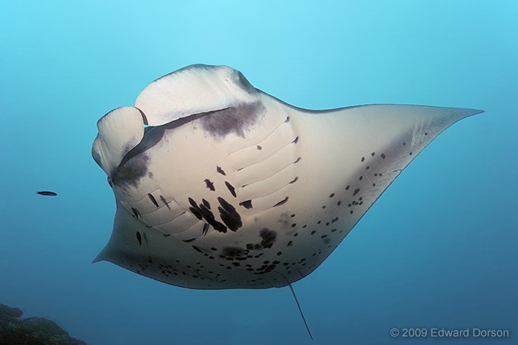Manta Ray 1 - ID: 11478210 © Edward Dorson