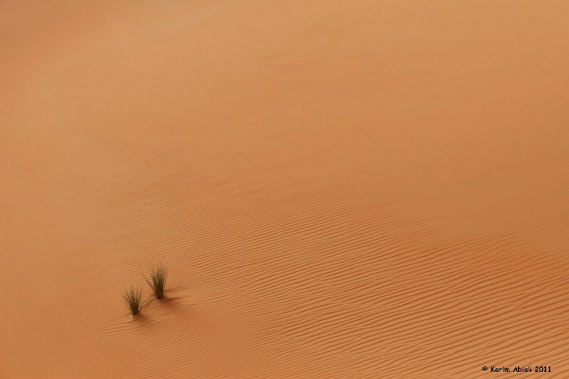 Desert Plant