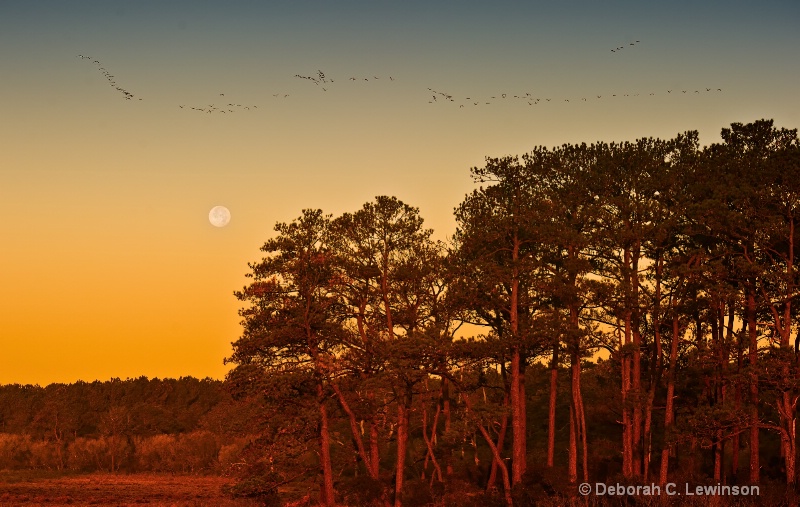 Moon Rising - ID: 11478874 © Deborah C. Lewinson