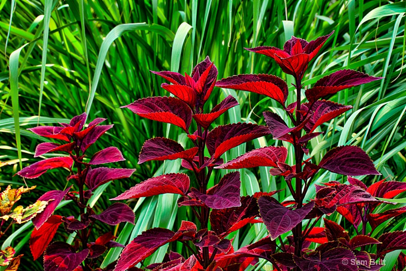 Coleus and Garden Grass