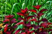 Coleus and Garden...
