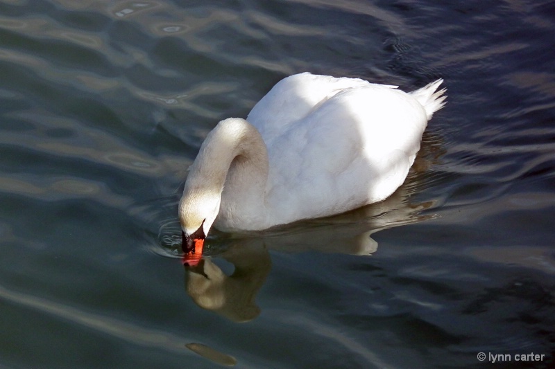 Swan Having A Drink At Harbour