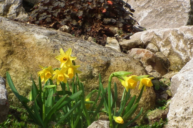 Daffodils In The Rockery