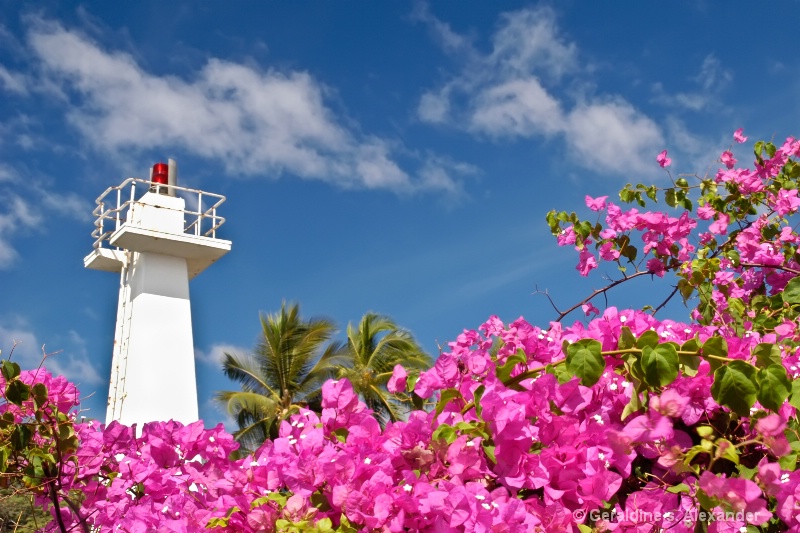 Lighthouse & Bougainvillea