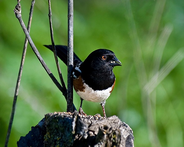Male Spotted Towhee - ID: 11480088 © Susan M. Reynolds