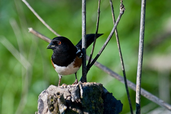 Male Spotted Towhee - ID: 11480089 © Susan M. Reynolds