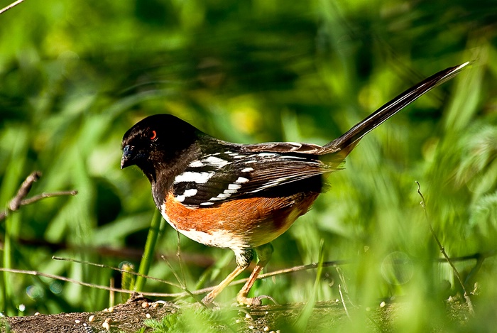 Male Spotted Towhee - ID: 11480090 © Susan M. Reynolds