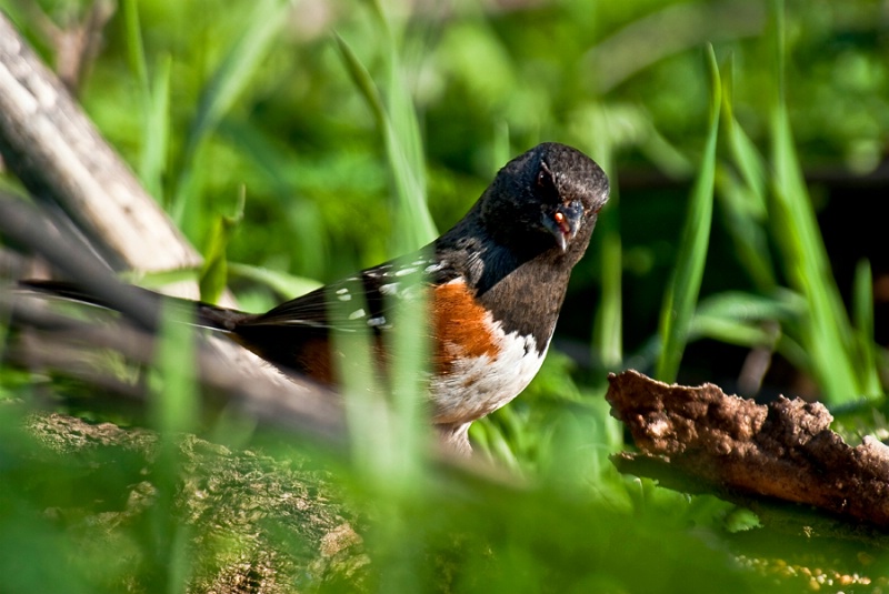 Male Spotted Towhee - ID: 11480092 © Susan M. Reynolds