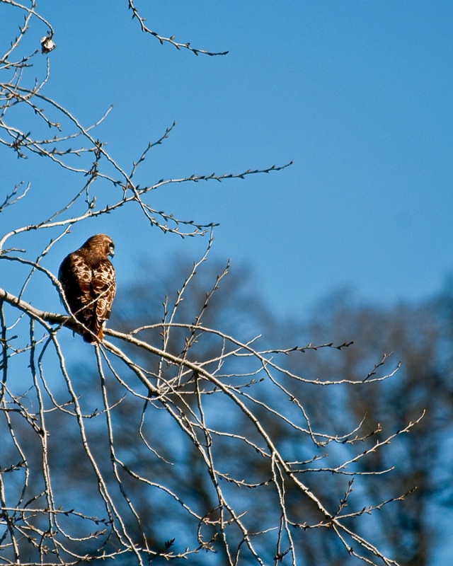 Red Tailed Hawk - ID: 11480144 © Susan M. Reynolds