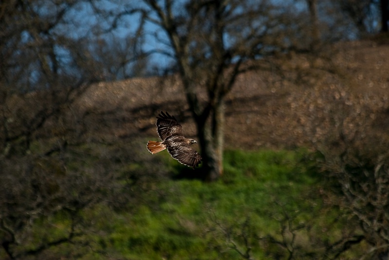 Red Tailed Hawk In Flight - ID: 11480145 © Susan M. Reynolds