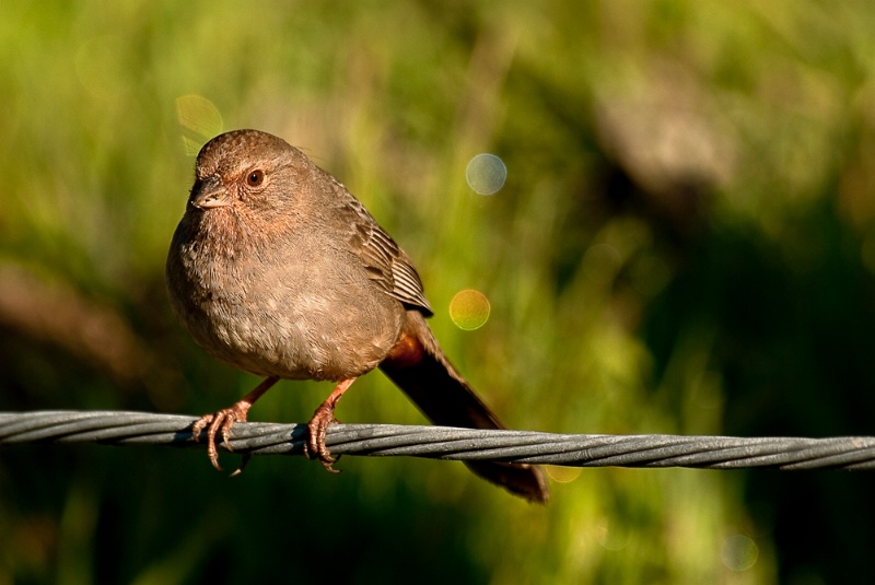Song Sparrow - ID: 11480147 © Susan M. Reynolds