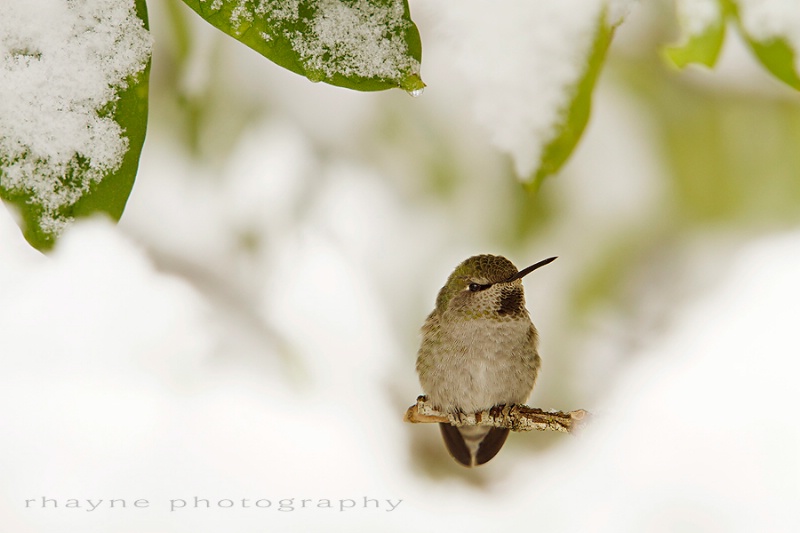 Hummer in the Snow