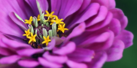 zinnia detail