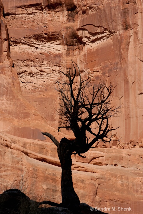 tree silhouetted against sandstone - ID: 11480715 © Sandra M. Shenk
