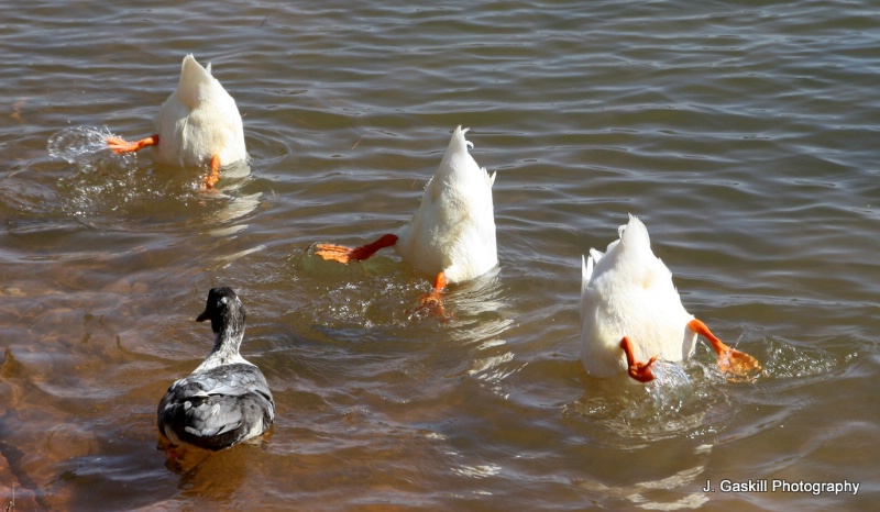 Ducks a Divin'