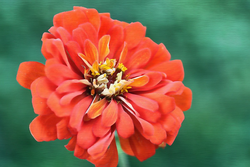 zinnia