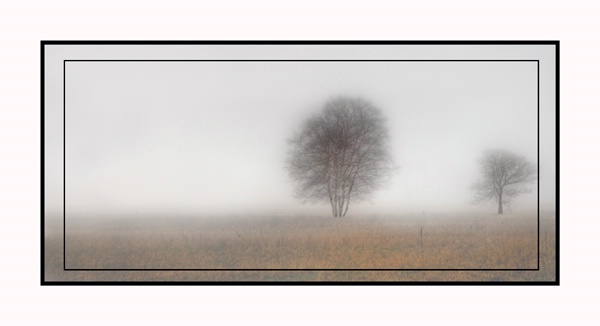 Lonely birch framed