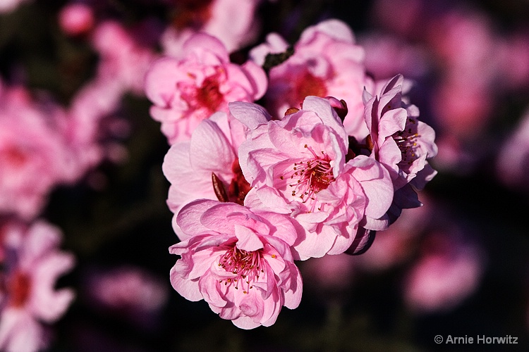 Shades of Pink - II - ID: 11484168 © Arnie Horwitz