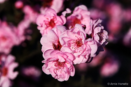 Shades of Pink - II