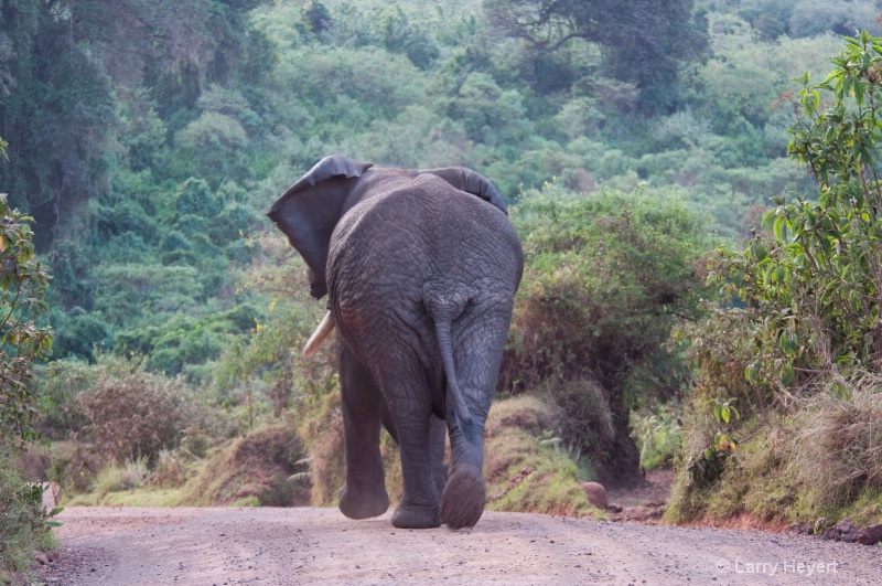 Traffic jam- Ngorongoro Crater-Tanzania - ID: 11484575 © Larry Heyert