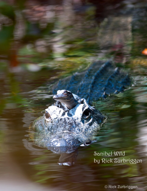 Alligator and Baby on Head - ID: 11485183 © Rick Zurbriggen
