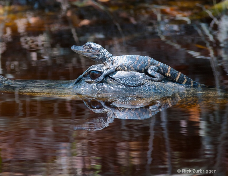 Aligator and Baby - ID: 11485185 © Rick Zurbriggen